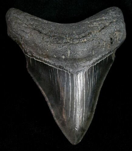 Megalodon Tooth - Good Serrations #11995